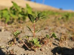 Image result for Bergia