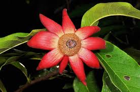 Image result for Uvaria