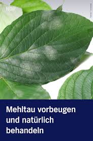 Mehltau Vorbeugen Und Naturlich Bekampfen In 2020 Mehltau Pflanzenblatter Gartentipps