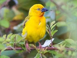 Image result for Orthochilus holubii