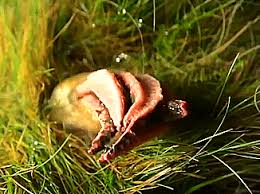 Fisher, and lysurus archeri berk. Victoria S Closet The Devil S Finger Fungus X