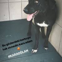 Yenimahalle Belediyesi Sahipsiz Hayvanlar Bakimevi Yenimahalle De Hayvan Barinagi