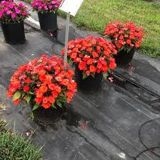 Image result for Impatiens apiculata