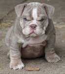 Sugar Plum Bulldogs | Home of the Smaller AKC English ...