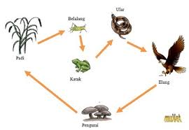 Padi → belalang → katak → ular sawah → elang → pengurai 3. Gambar Rantai Makanan Ekosistem Sawah Sains Is Fun Dont Ever Think That Difficult Rantai Makanan Pada Ekosistem Sawah