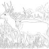 Printable free jungle hunting coloring pages pdf. 1