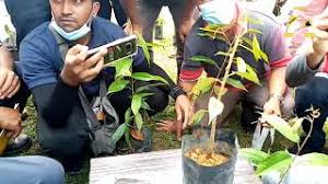 Banyak yang menyukai buah besar dengan kulit. Cara Cantuman Baji Anak Pokok Durian Youtube