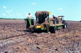 Image result for Hemarthria natans