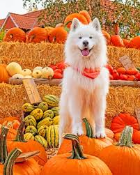 Dogdog outlinedog illustrationvintage wallpaperdog sketch2020puppydog drawingdog picturedog wallpaper. Pumpkin Aesthetic Fall Dog Animals Paint By Numbers Canvas Paint By Numbers