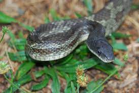 Black Rat Snake Pantherophis Intergrade Black Rat Rat Snake Snake