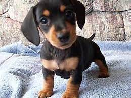 Very Small Miniature Dachshund Puppies For Sale On Gumtree Hi I Have The Very Small Miniature Dachshund P Dachshund Puppies Dachshund Puppies For Sale Puppies