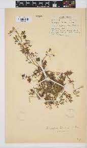 Image result for Indigofera subargentea