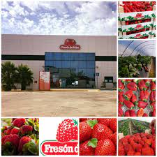 Munca Agricultura Spania Luigi Dragoi Home Facebook