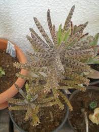 Kalanchoe Delagoensis Antes Kalanchoe Tubiflora Flashup Plantas Crasas Cactus Y Suculentas Cultivo De Suculentas
