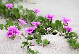 We did not find results for: Coastal Nature S Wild Pops Of Purple Amelia Island Living Emagazine