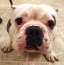 The search tool above returns a list of breeders located. Adoptions Open For Dogs Rescued From Filthy Puppy Mill In Indiana Abc7 San Francisco