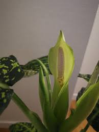 Image result for dieffenbachia flower
