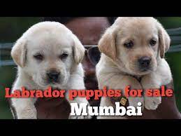 Labrador puppies for adoption in navi mumbai. Labrador For Sale In Mumbai Dog For Sale In Mumbai Lab Puppy Youtube