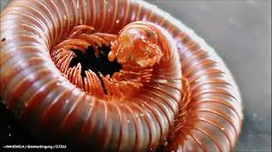 2 kaki seribu, sebesar lidi, panjangnya sekitar 20 mm, berwarna hitam, kakinya cokelat, aktif malam ha. Download 68 Gambar Hewan Kaki 1000 Terbaik Gratis