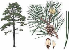Image result for Pinus nigra