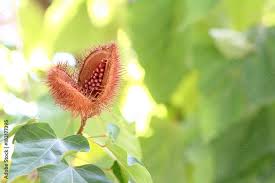 Image result for Bixaceae