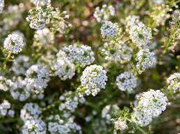 White flowers similar to baby's breath. 9 Best Tiny Flowers For Your Garden