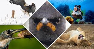 Here are the best comedies of 2020 so far, from superhero hijinks to kids comedy. Best Entries So Far From The 2021 Comedy Wildlife Photography Awards Petapixel
