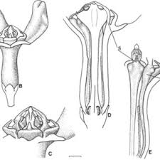 Image result for Raphionacme monteiroae