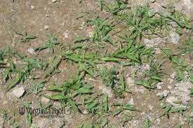 Image result for Digitaria eylesii