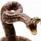 Rattlesnake Avoidance Training for Dogs