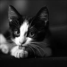 Beautiful Black And White Cat Pictures Pin By Jim Beckman On Real Cats Real L Ve Cute Animals Cute Cats Crazy Cats