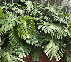 Monstera Deliciosa Care — House Plant Hobbyist