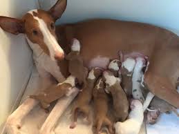 These pups are gorgeous, nice markings, nice and small. On Wednesday 11 22 Phoebe Whelped Abbaio Ibizan Hounds Facebook