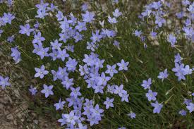 Image result for Wahlenbergia