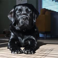 Pin By Peggy Smith Shirley On Pretty Labrador Retriever Black Labrador Retriever Black Lab Puppies