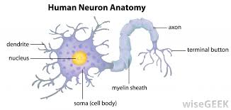 2 Nervous Tissue Here We Can See The Anatomy Of A Single Neuron Each Nerve Cell Has A Neurosoma Or Cell Body That H Neurons Motor Neuron Study Of Tissues