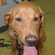 Ear Canal Tumors Vca Animal Hospital