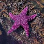 Marine Critters with Tybee Island Marine Science...