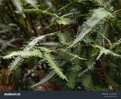 Image result for Lygodiaceae