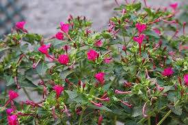 The reached 18 inches to 2 feet tall and wide. Mirabilis Jalapa Marvel Of Peru