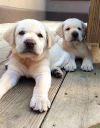 All About The Outgoing Yellow Labrador Dogs And Kids Labradorsofinsta Labrador Shoutout Labradorfunny Labrador Retriever Yellow Lab Puppies Lab Puppies