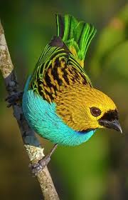 Saira Douradinha Douradinha Ou Serra Tangara Cyanoventris Vieillot 1819 C Aisse Gaertner Gilt Edged Tanager Pretty Birds World Birds Beautiful Birds
