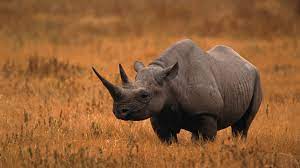 Rhino records is the label home of warner music's legendary catalog (warner. Why Rhinos Are Endangered And What We Can Do