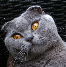 Scottish Fold Cats How High A Price Is That Cute Face Worth Cat Scottish Fold Scottish Fold Large Cat Breeds