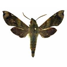 Image result for Rhaphiostylis beninensis