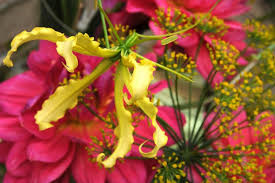 Image result for Gloriosa