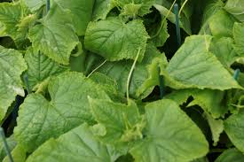 Gurken gedeihen am besten im lockeren humusboden bei trockenem und sonnigem wetter. Gurken Im Gewachshaus Anbauen Bzw Anpflanzen Garteln