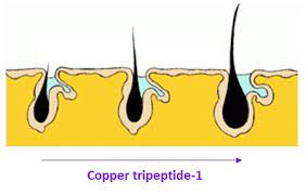 For our hair follicles, copper can help heal the wounds in our strands quickly. Copper Tripeptide Revolutionary Peptide That Regenerates Hair Follicles
