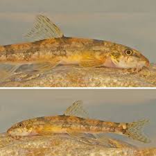 Image result for Ochthocharis