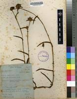 Image result for Cyanotis longifolia